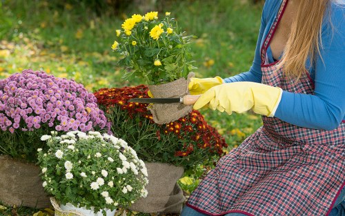 Pruning and trimming plants during garden clearance