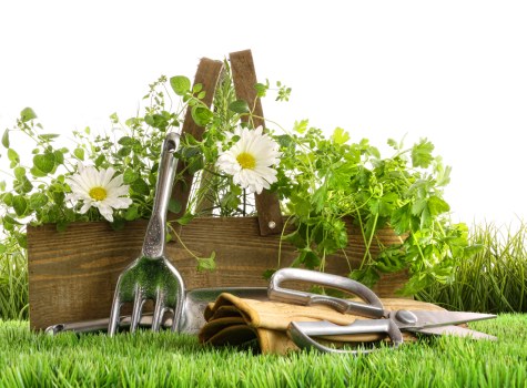 Expert landscaper maintaining a Kensington garden