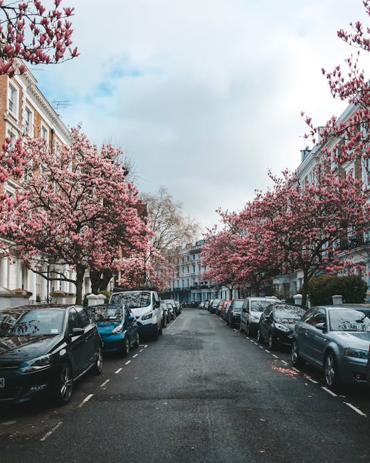 A residential street lined with flowering cherry blossom trees in full bloom, their pink petals contrasting with the white and brick facades of the terraced houses on both sides. The trees create a ca
